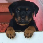 A Screli Yavrular Son 1 Erkek 1 Dii Kald