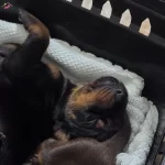 Fci Kif A Secere Dereceli Eslesme Dobermann Yavruları