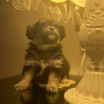 Minyatür Tea Cup Dişi Chihuahua Yavruları