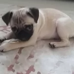 3 Aylik Asılı Ciplı Pug