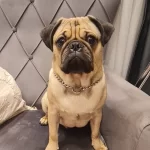 Ismi Ares Egitimli Cipli 7 Aylık Asıları Eksiksiz