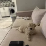 Maltipoo Yavrularımızı Kaçırmayın