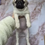 A Kalite Pug Yavrularımız