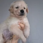 Baby Face Golden Yavrularımız