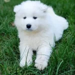 Irk Ve Saglık Garantili Kar Beyaz