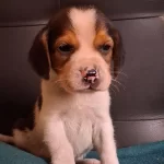 Safkan Irk Garantılı Beagle Yavrularımız