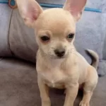 Chivava Safkan Bebekler