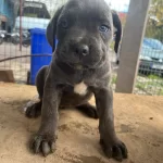 Uluslararası Secereli Cane Corsa Yavrularımiz