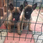 Scrlı Arama Kurtarma Köpegi Yavruları