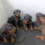 Secereli Safkan Doberman