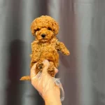 Kipkirmizi Red Toy Poodle