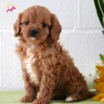 Sevi̇mli̇ Malti̇poo Ci̇nsi̇ Yavrular