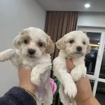 Maltipo Yavrular Sizlerle