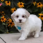 Maltese Terrer Cns Yavrular