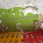 Iki Kopegim Var Dogum Yaptı Yavruları Satacagım Ben Ticari K