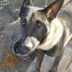 Belçika Meloni 7.5 Aylık