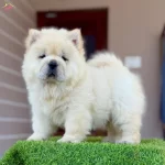 Kartopu Panda Gibi Chow Chow Yavruları