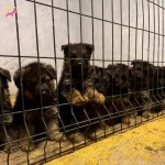 Safkan Alman Kurtları