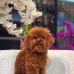 Sevimli Toy Poodle Yavrumuz