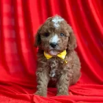 Sevimli Maltipoo Cinsi Yavrular