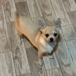 Elma Kafa Sivava Yavrumuz