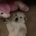 Baby Face Golden Yavrumuz