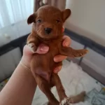 Poodle Kalitesinde Teacup Maltipoo Bebekler