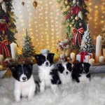 Sahane Bebekler Safkan Zeka Kupleri