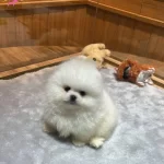 Yurt Dısından Gelen Minnos Ayıcıklar