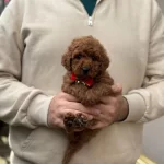 Red Brown Toy Poodle