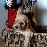 Disi Minik Seker Maltipo Bebegimiz