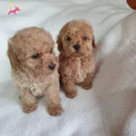 Krem Rengi Cok Ozel Bu Yavrular