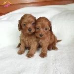 Bunlar Cok Tatli Bu Guzelliller Kacmaz Acele Edin