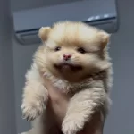 Pomeranian Boo Yavrular