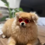 Pomranian Boo Damızlık Irk Garantili