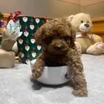 Poodle Toy Minnacık Bebekler