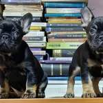 French Bulldog Izmir Karsıyaka Yavru
