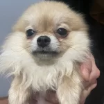 Minik Yavrularımız Yeni Yuvalarını Arıyorlar