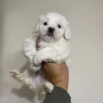 En nNeşeli Maltese Terrier Yavrusu