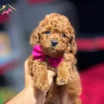 Kipkirmizi Red Toy Poodle Sevimli Yavrular