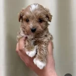 Kivircik Tuylu Maltipoo Cinsi Yavrular