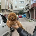 Kipkirmizi Toy Poodle Yavrumuz Teacup