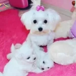 Pamuk Beyaz Maltese Terrier Cinsi Yavrular