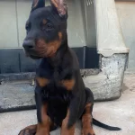 Sampiyon Adayı Yavrularımmız