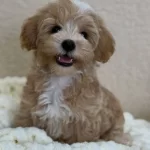Kahve Tonlu Maltipoo Cinsi Yavrular