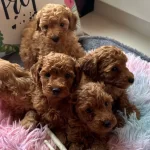 Evin Maskotu Olacak Poodle Bebekler