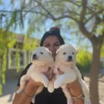 Pamuk Gibi Safkan Samoyed Yavrularım