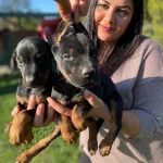 Mukemmel King Doberman Yavrularım