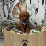 Red Brown Toy Poodle Yavrular