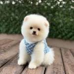 Sevimli Pomeranian Boo Yavrular